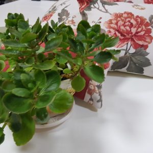Комплект декоративних подушок Lumelle Flowers 38х38см 2шт 32х32см 1шт 35х20см 1шт 33х20см 1шт молочний (п_0599)